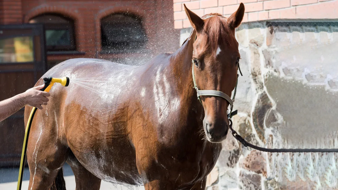 Zo voorkom je hittestress bij je paard