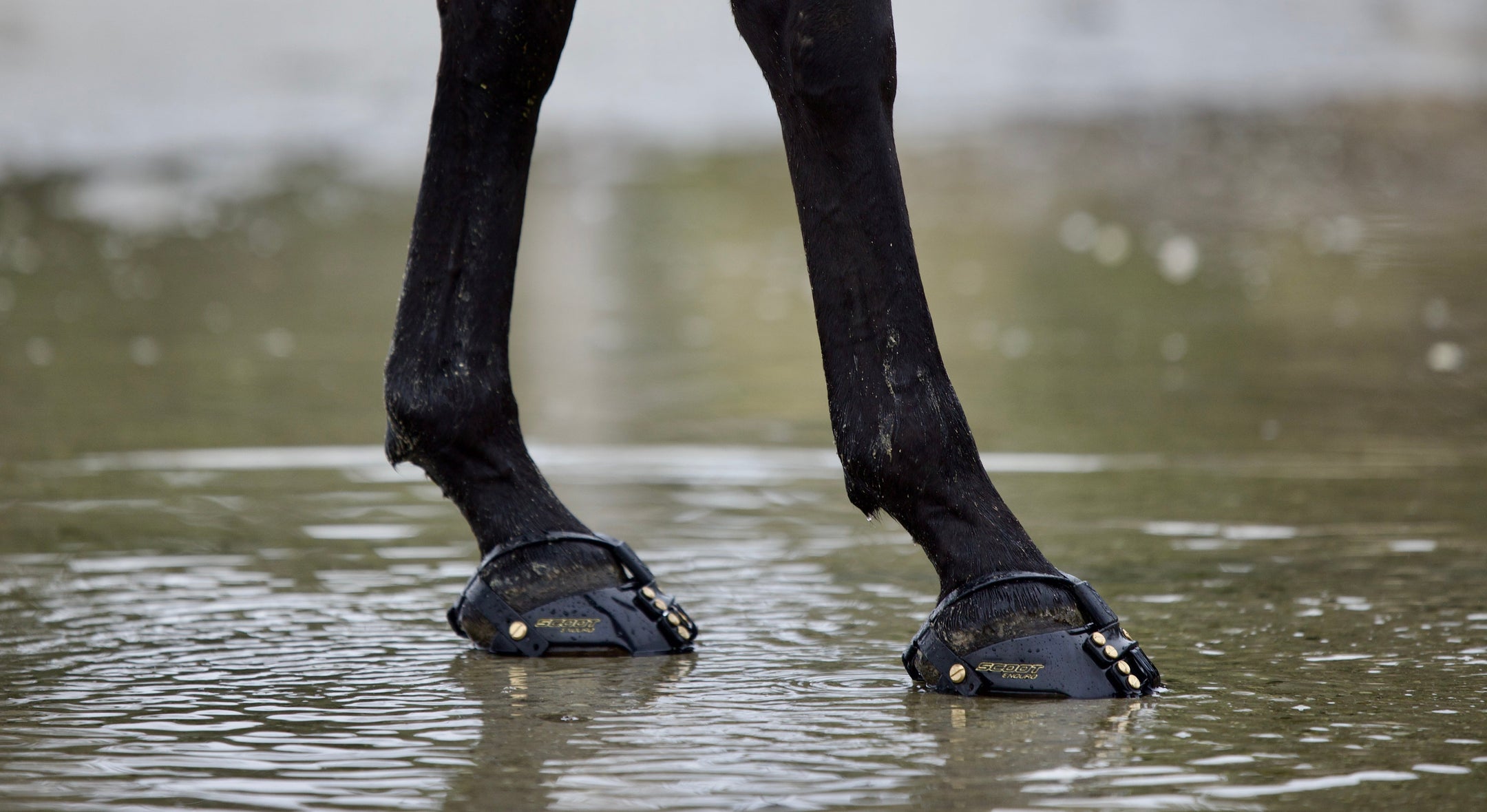 Ijzerloos in de ring met Scoot Boots