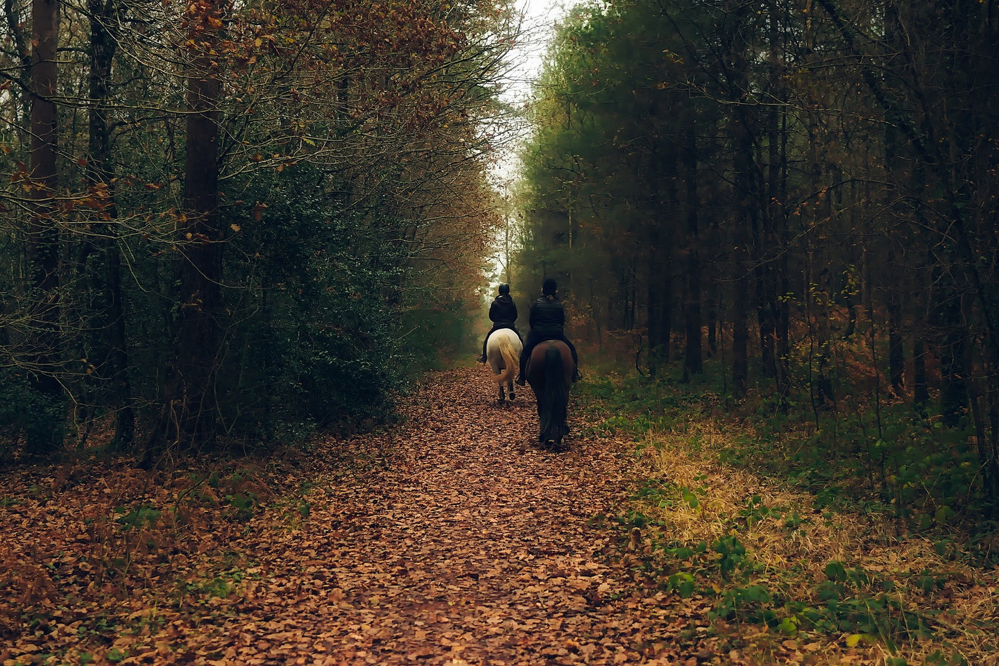 Tips voor een buitenrit in de herfst!