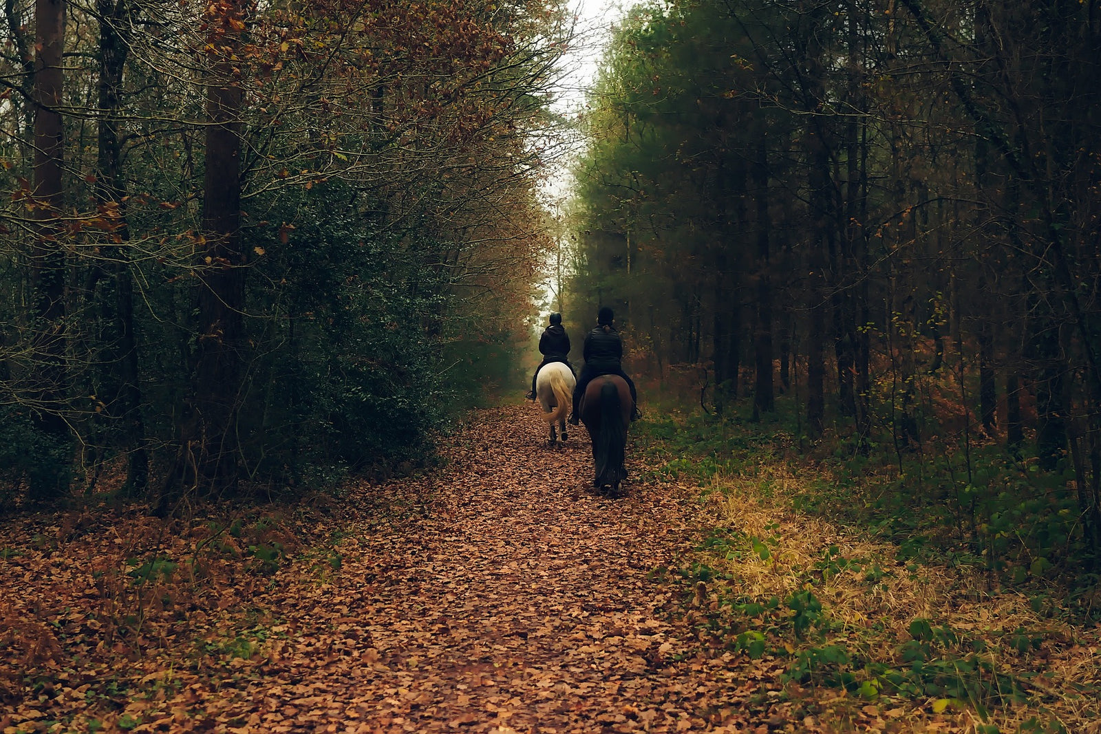 Tips voor een buitenrit in de herfst!