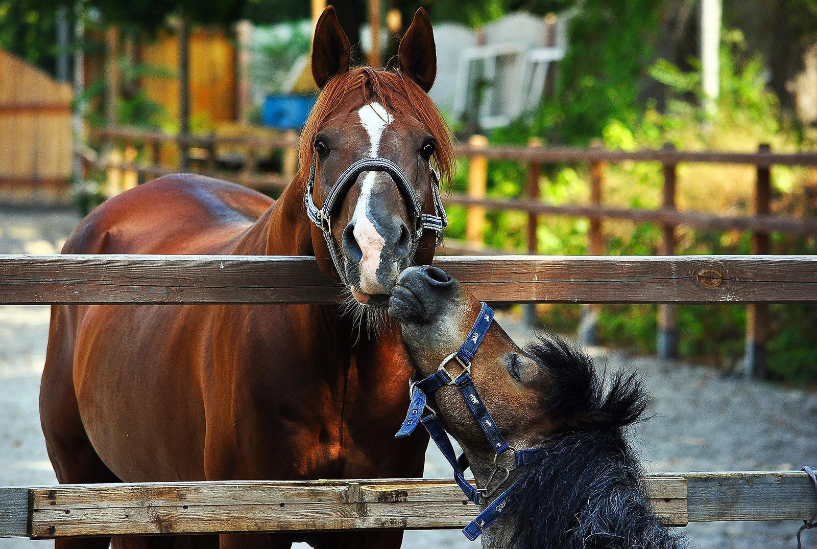 De beste tips voor jouw paddock!