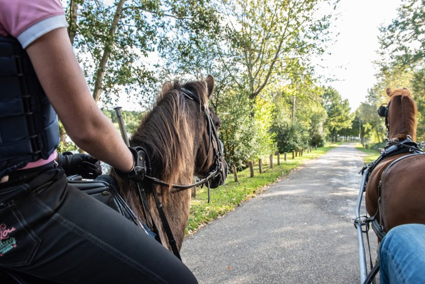 Veilig met je paard het verkeer in!