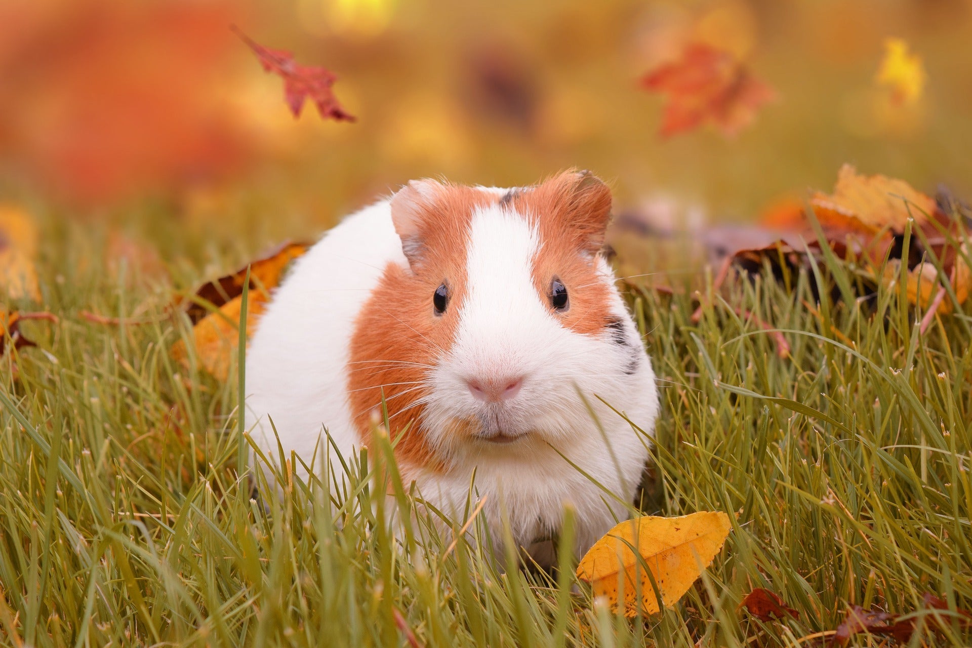 Te kort aan vitamine C (Hypovitaminose C) bij cavia's