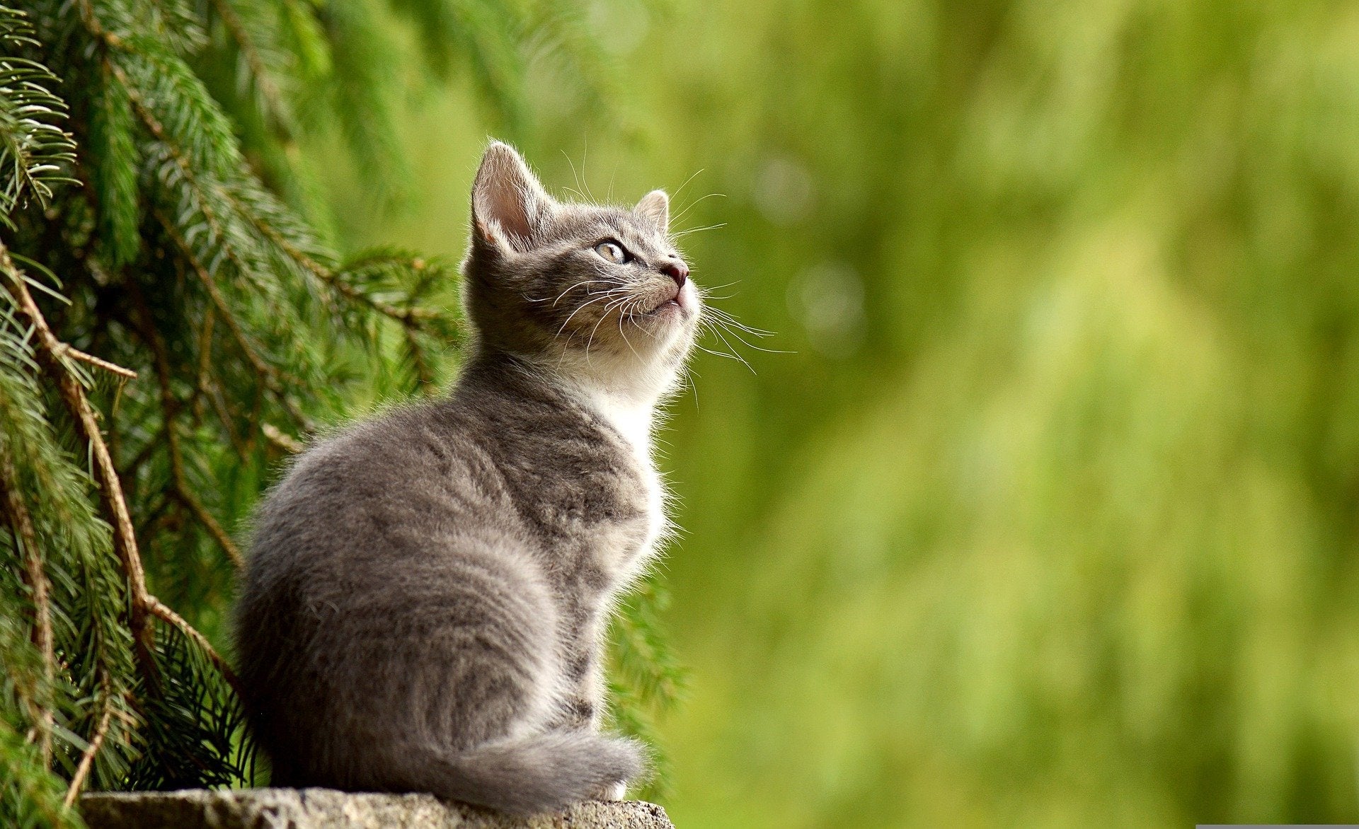 Sproeien bij katten