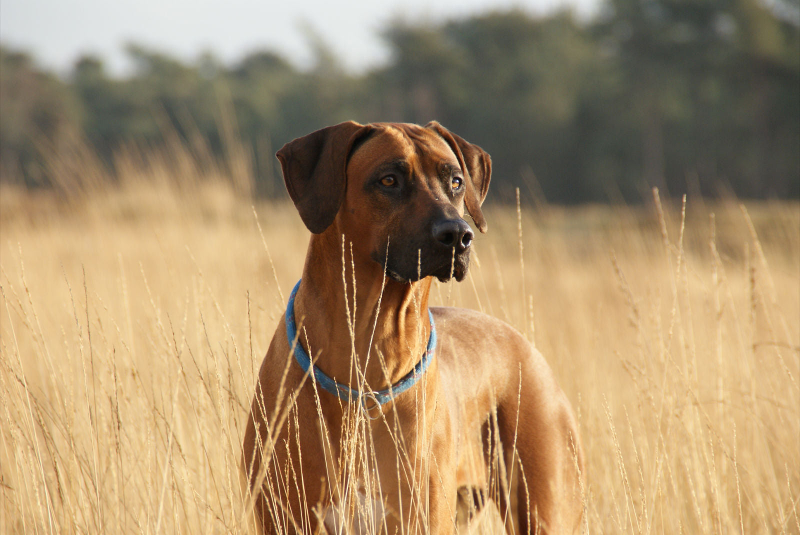 Artrose bij honden