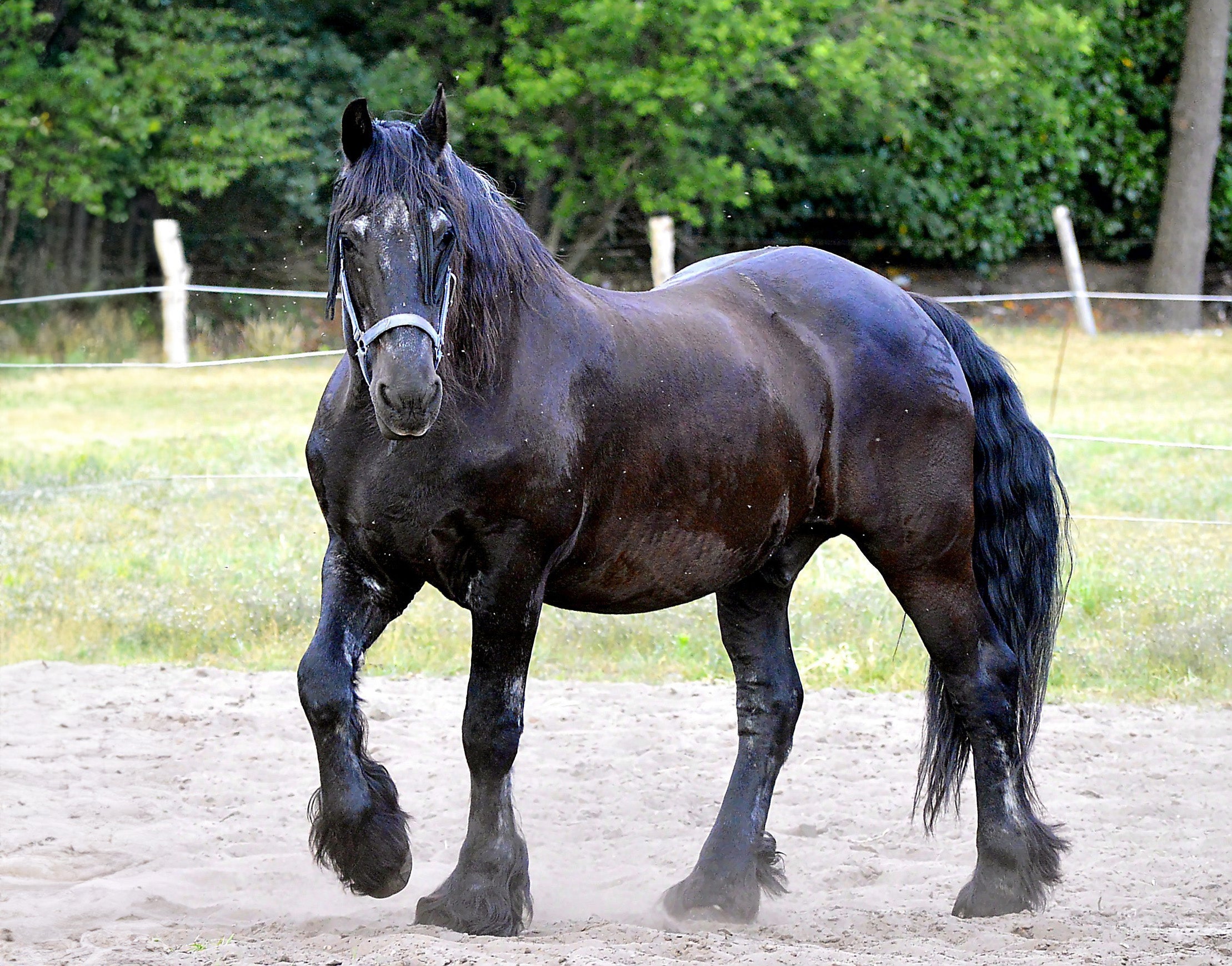 Maagzweren bij paarden