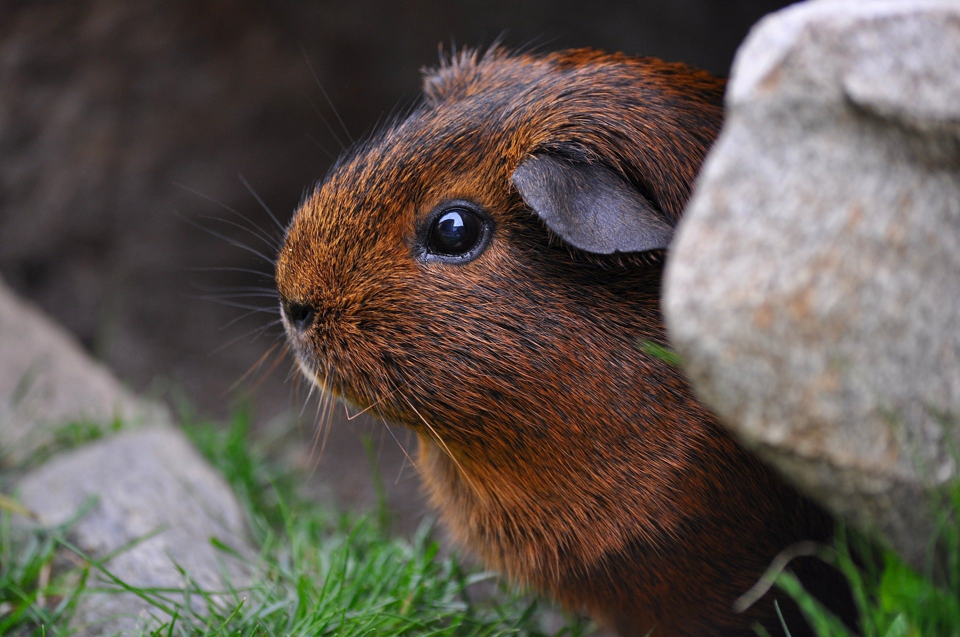 Schurft bij cavia's