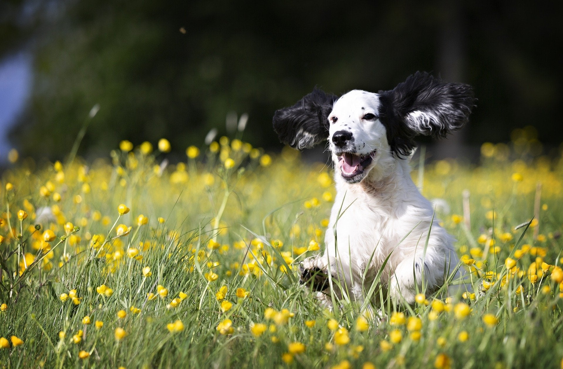 Parvovirus bij honden