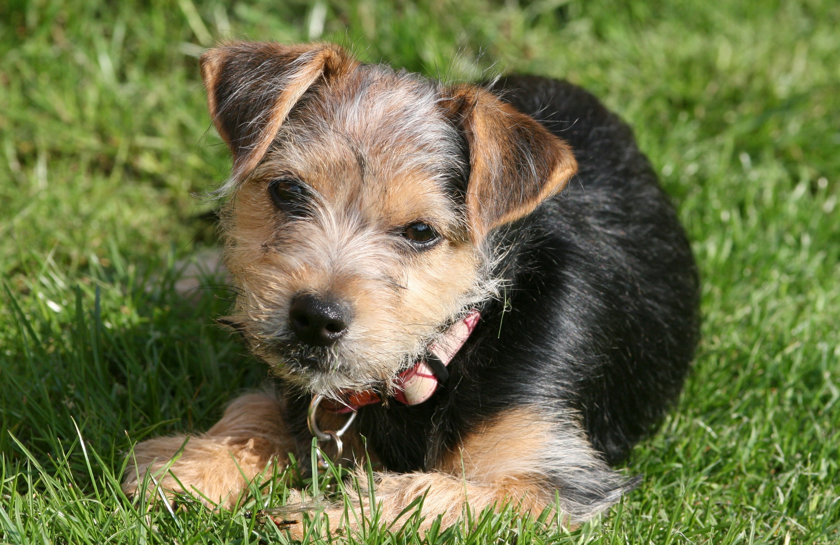 Ziekte van Lyme bij honden