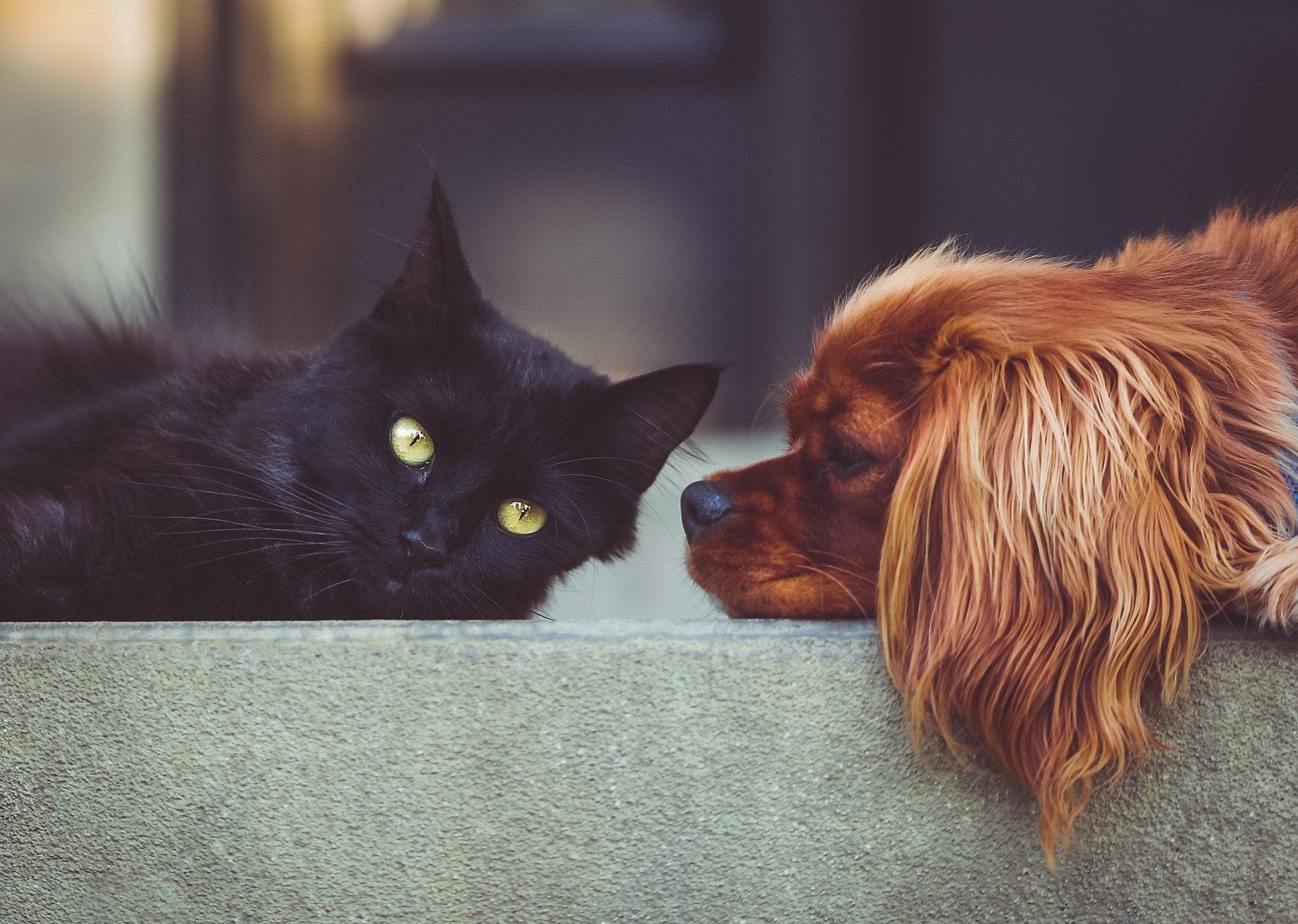 Wormen bij honden en katten