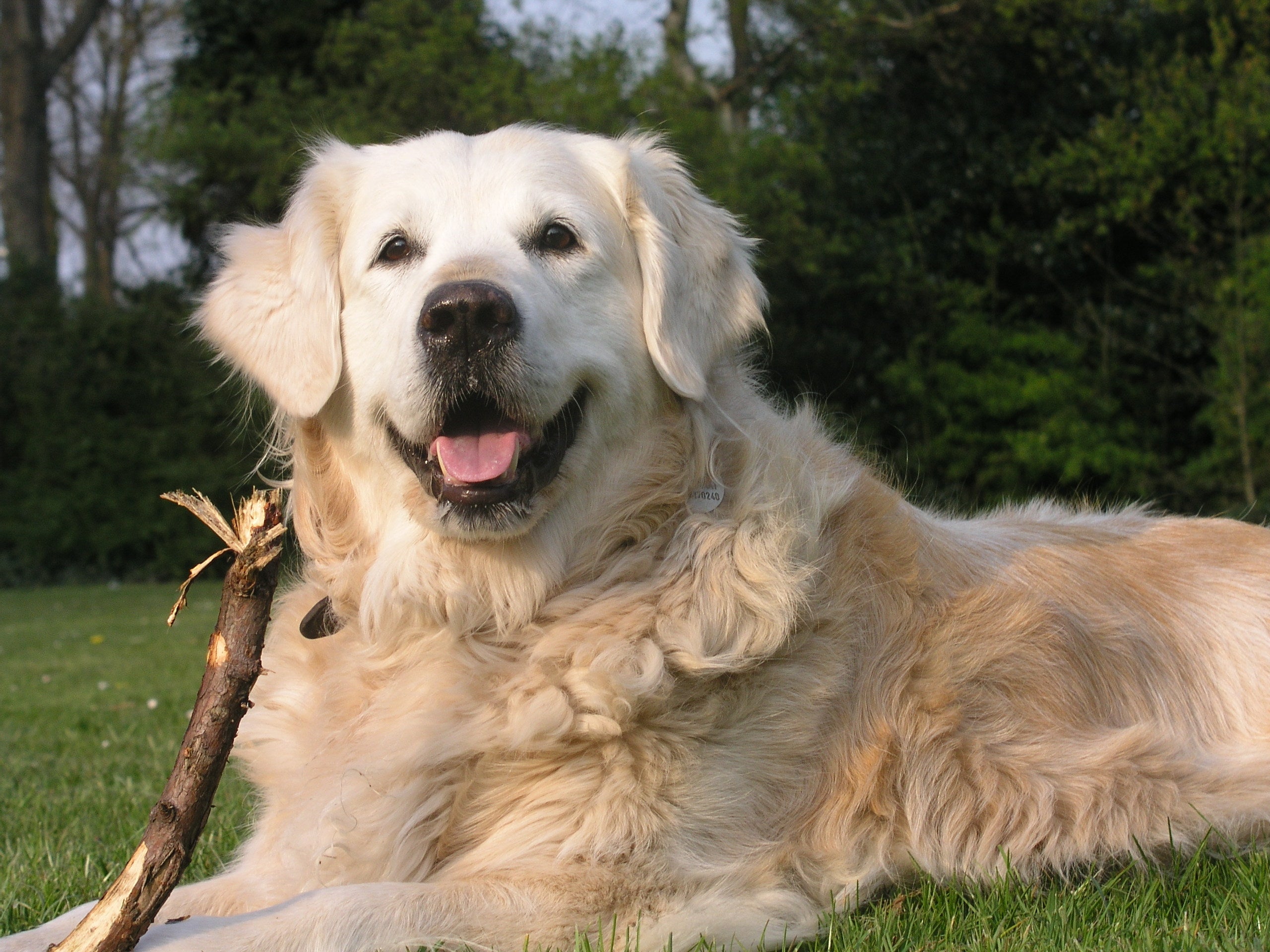 Vergiftiging bij honden