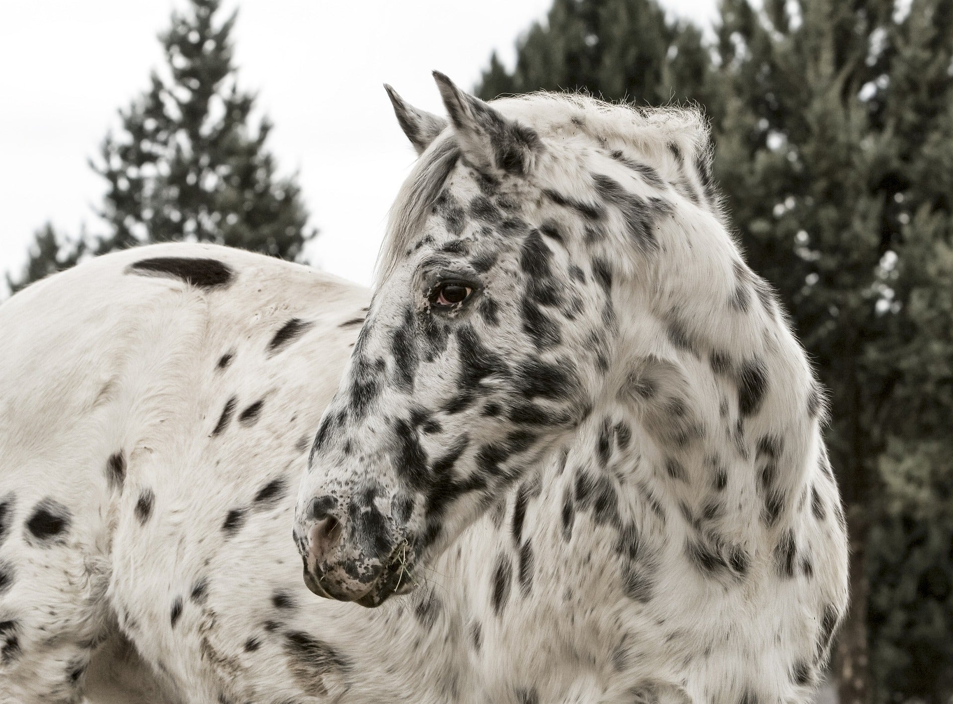 Q-koorts bij dieren
