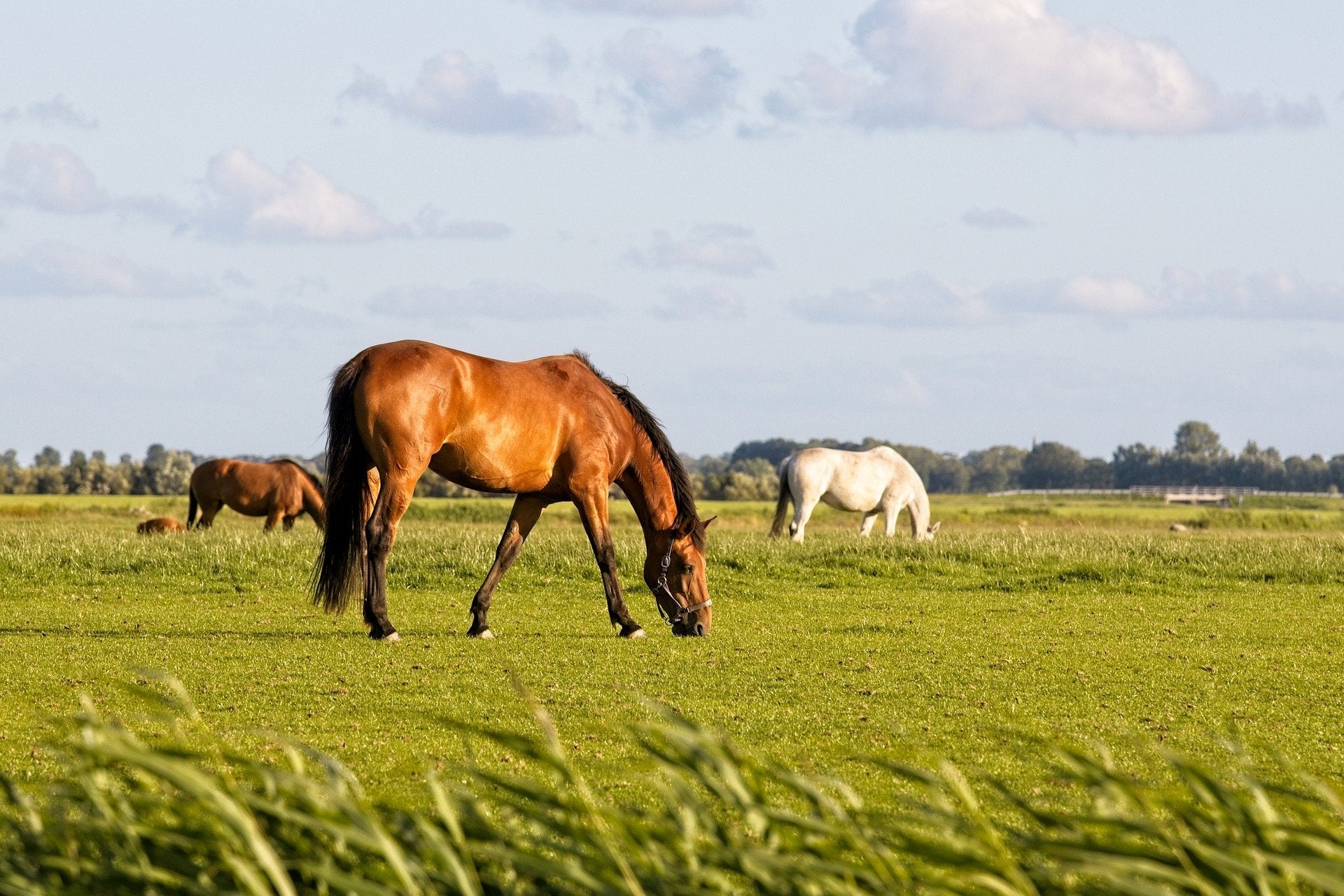 Teken bij paarden