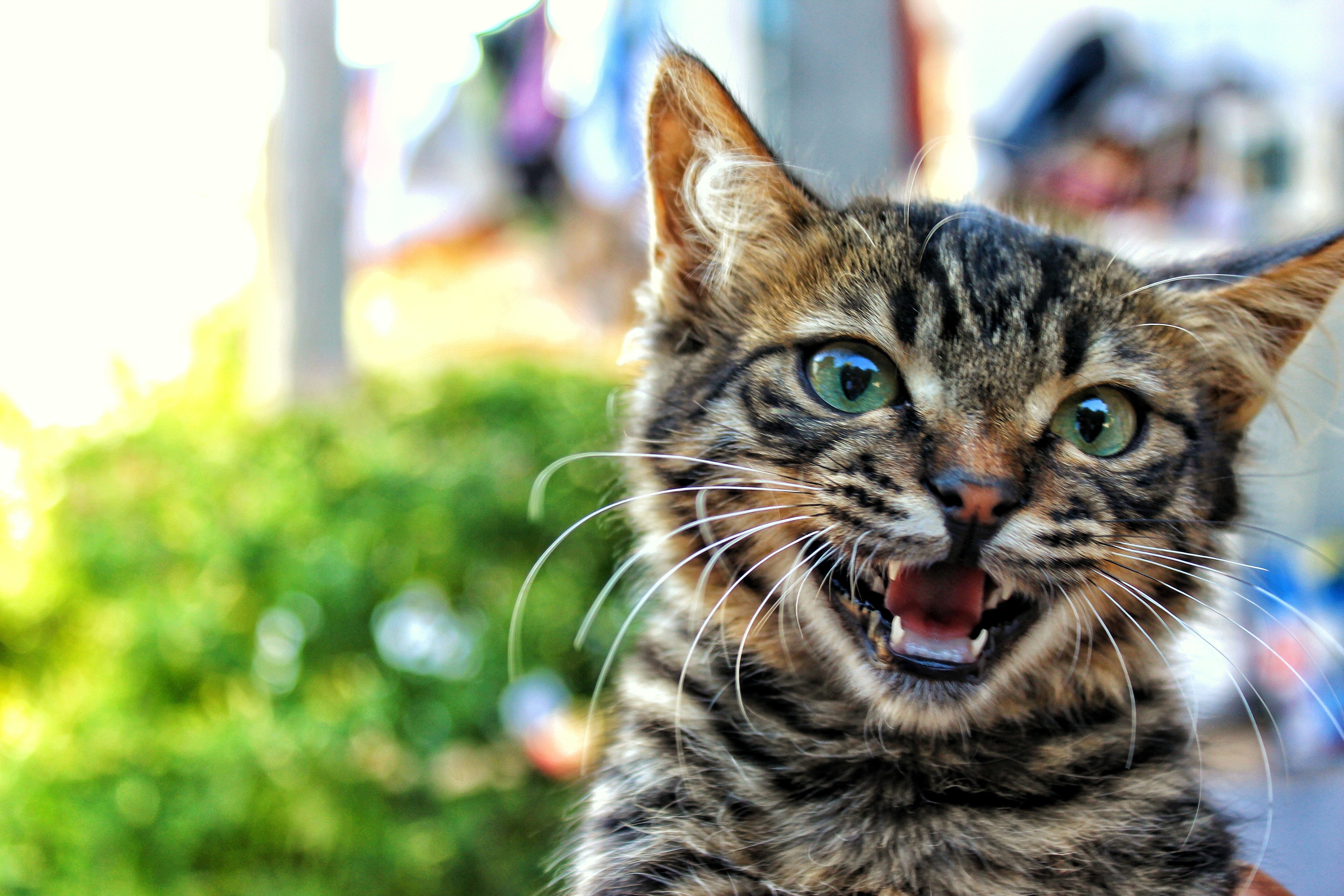 Suikerziekte bij katten