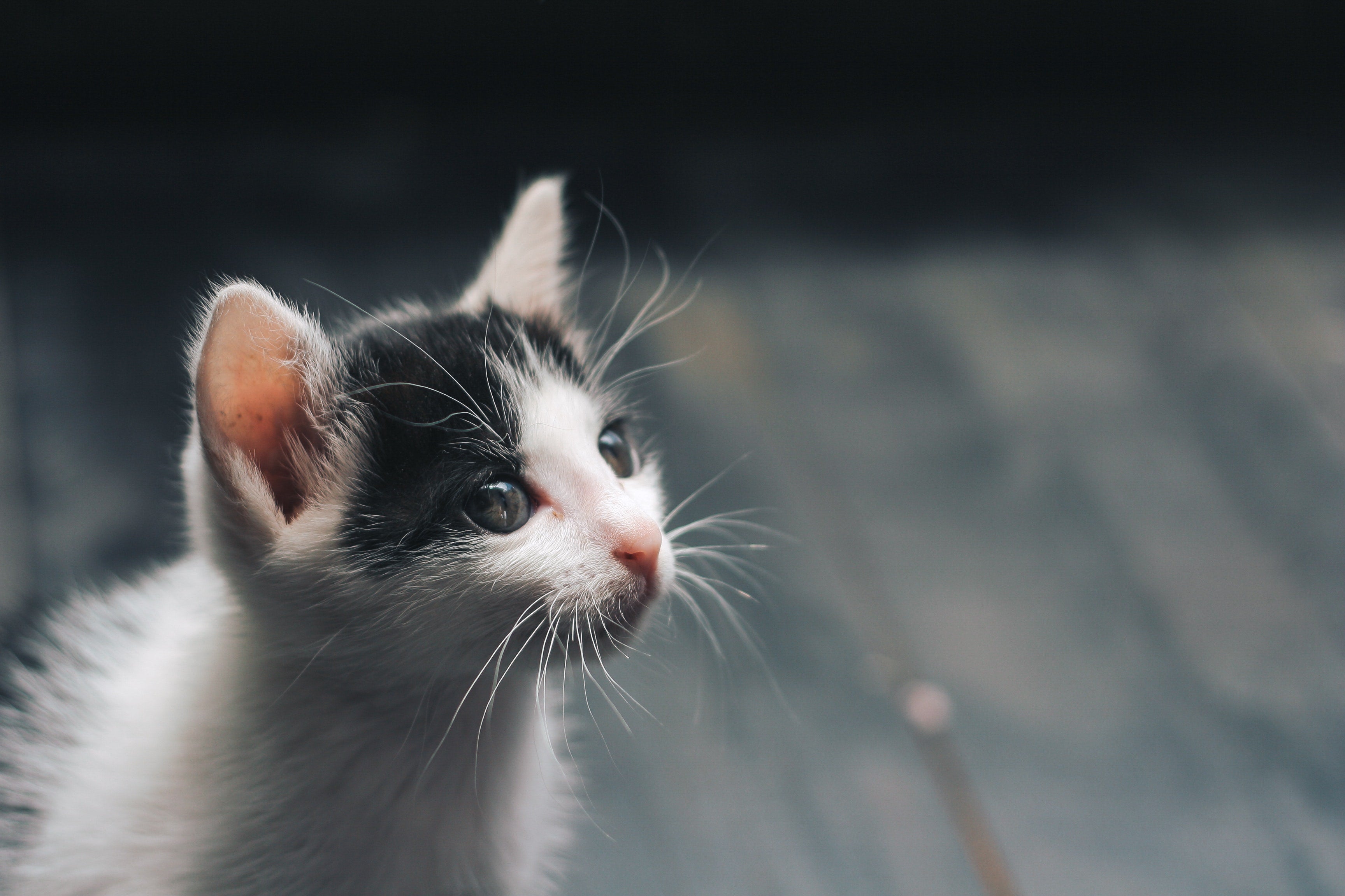 Schijnzwangerschap bij katten