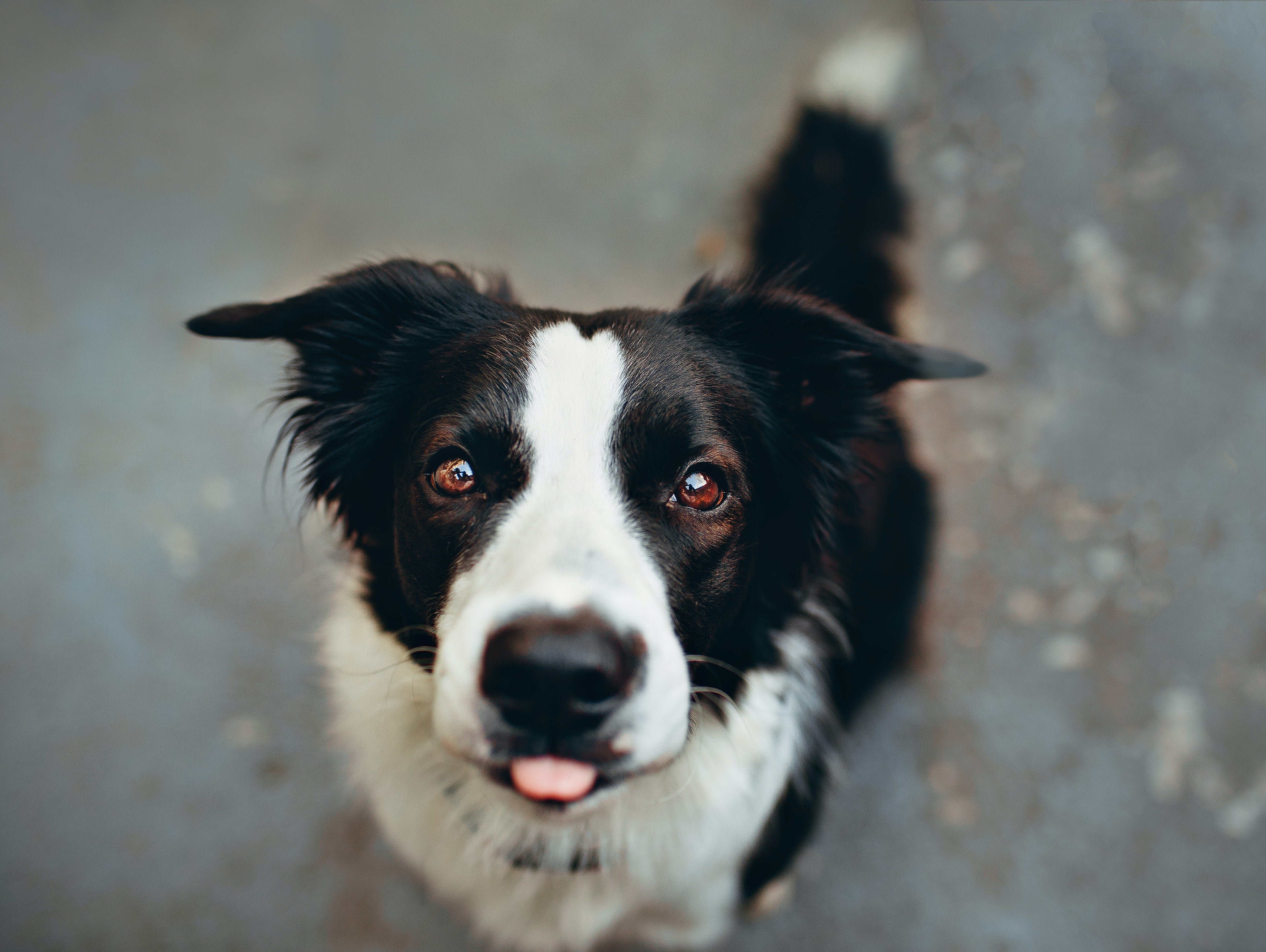 Suikerziekte bij honden