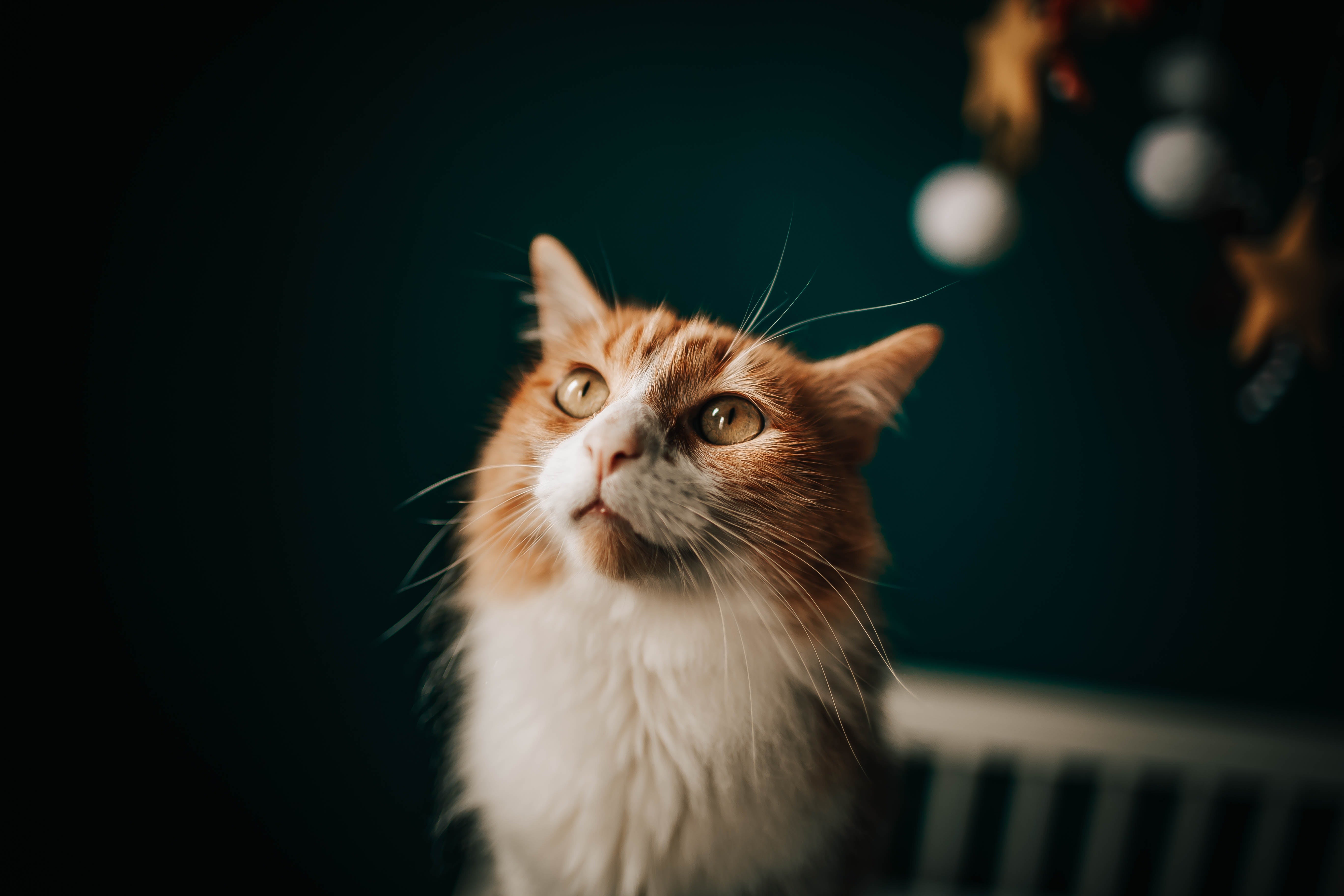 Overgewicht bij katten