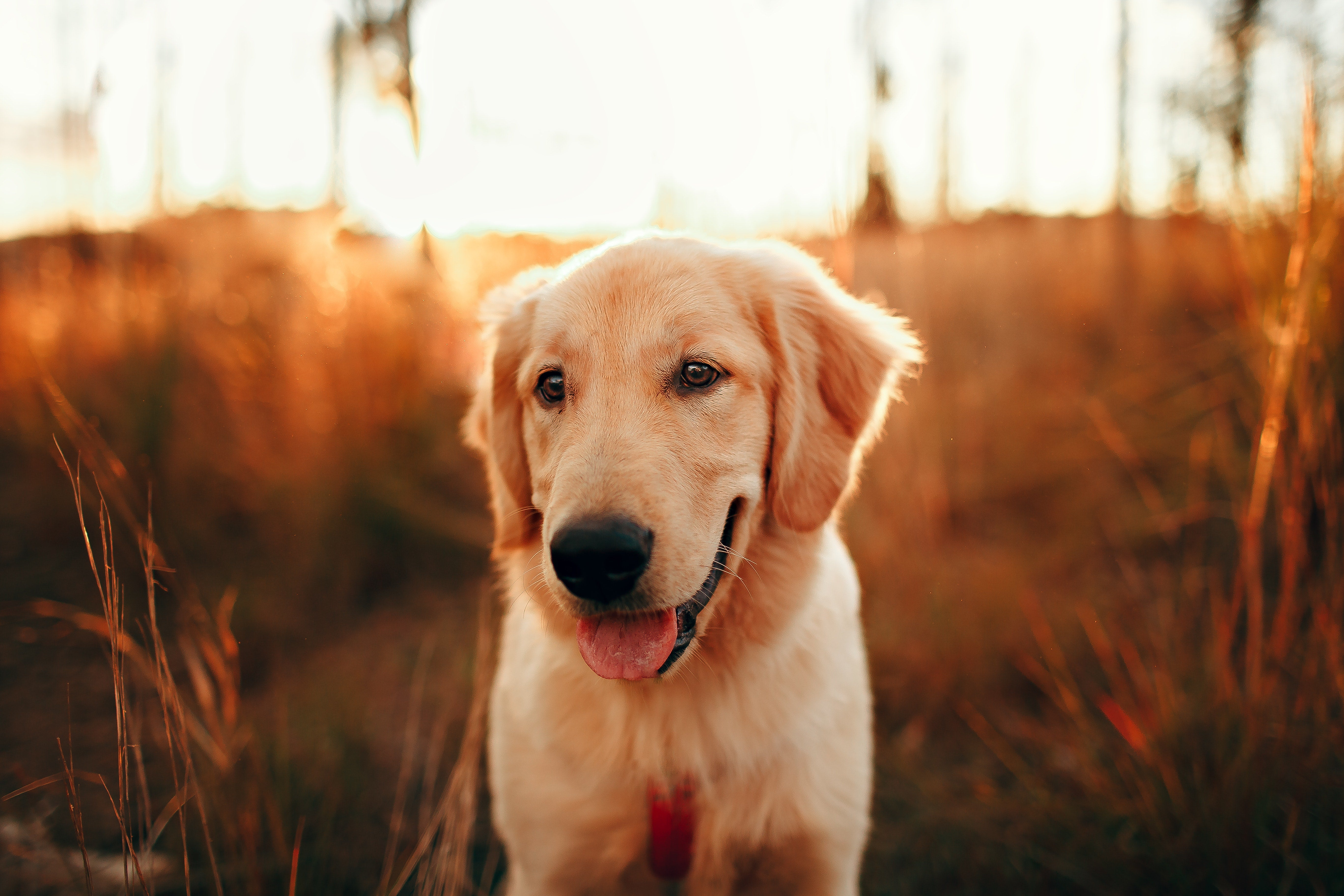 Schijnzwangerschap bij honden