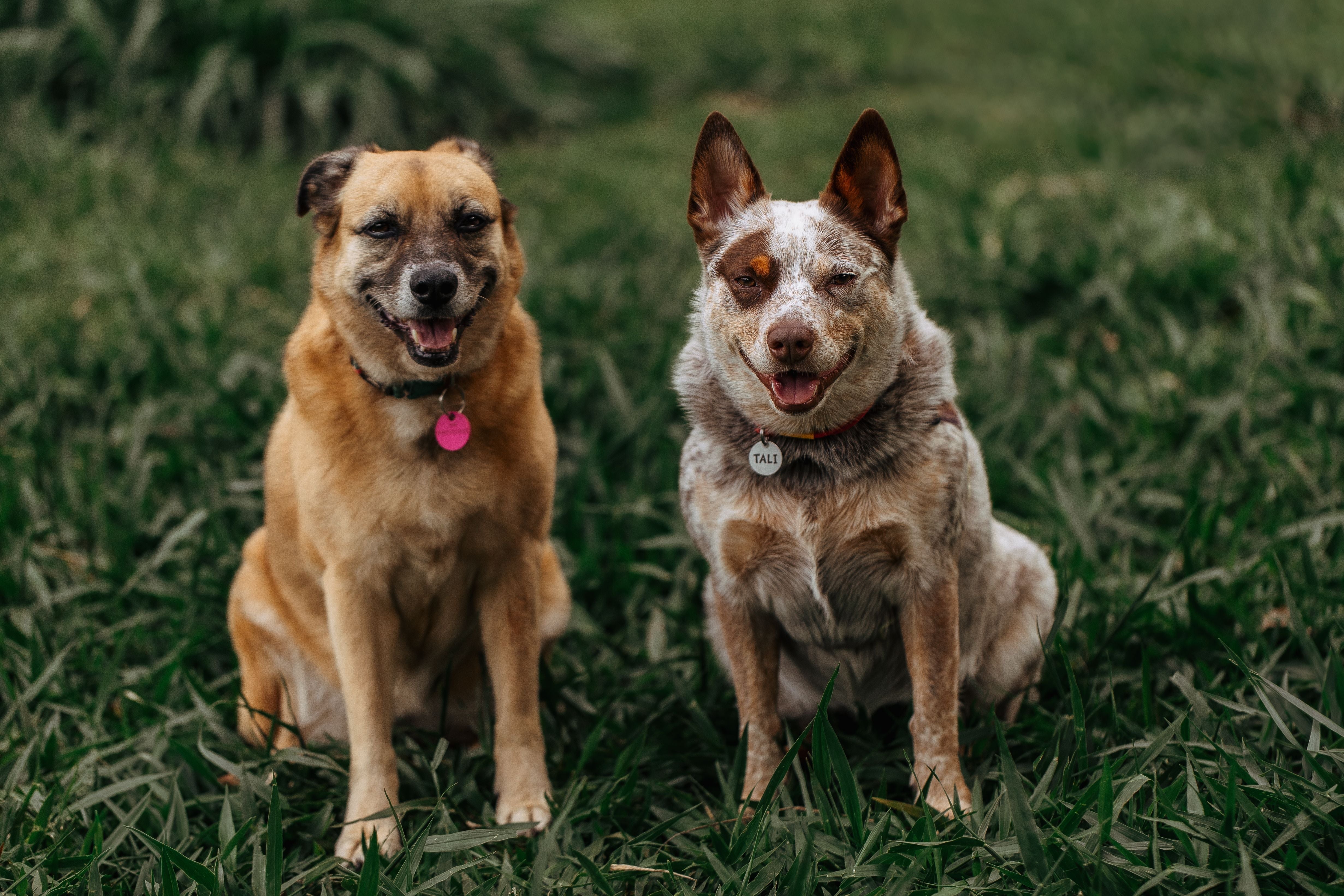 Oogontsteking bij honden
