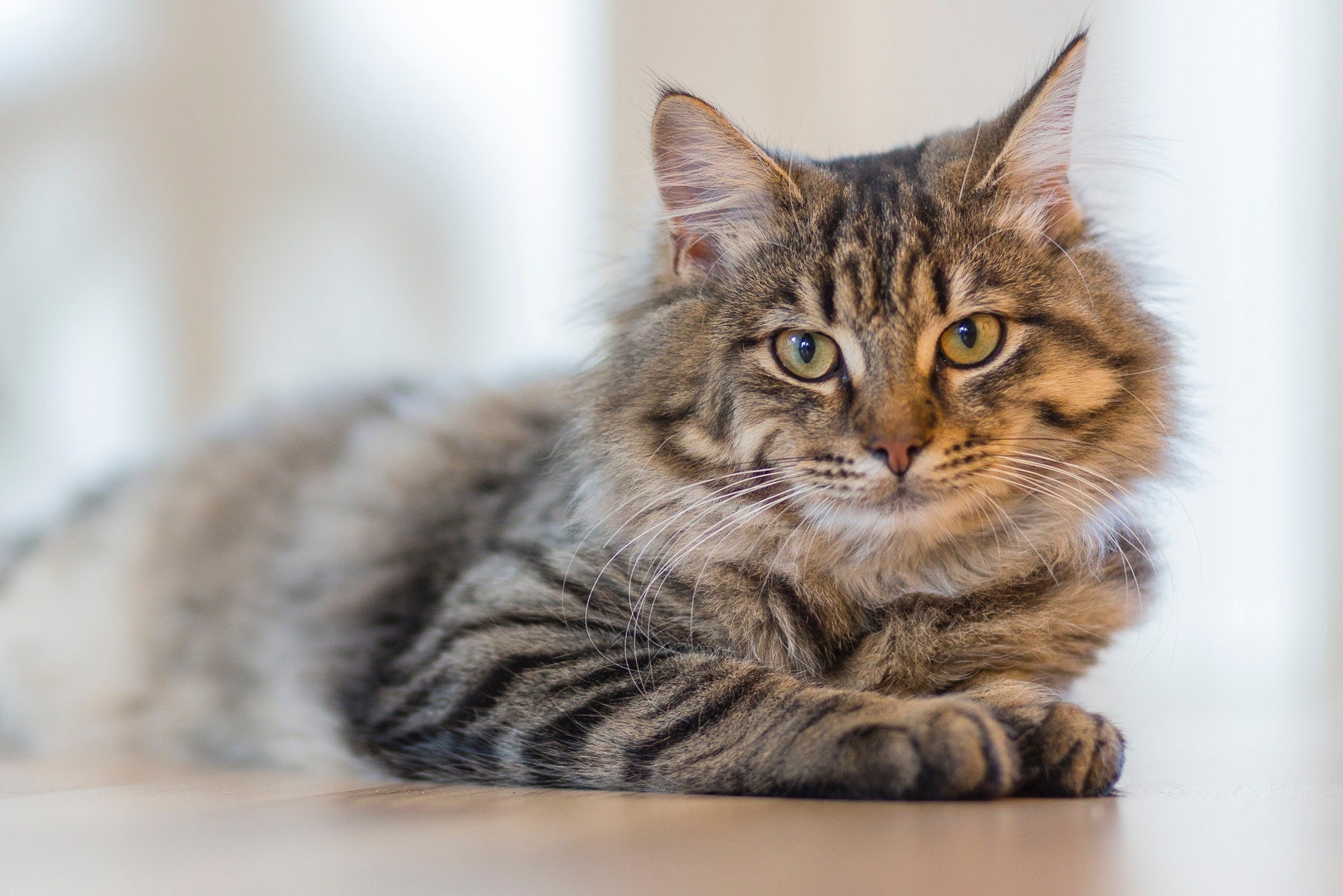 Chronische Nierfalen bij katten