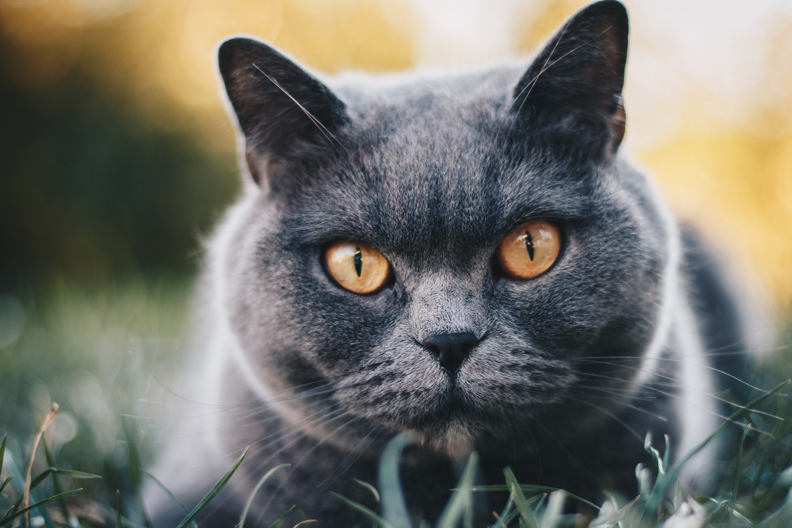 Toxoplasmose bij katten