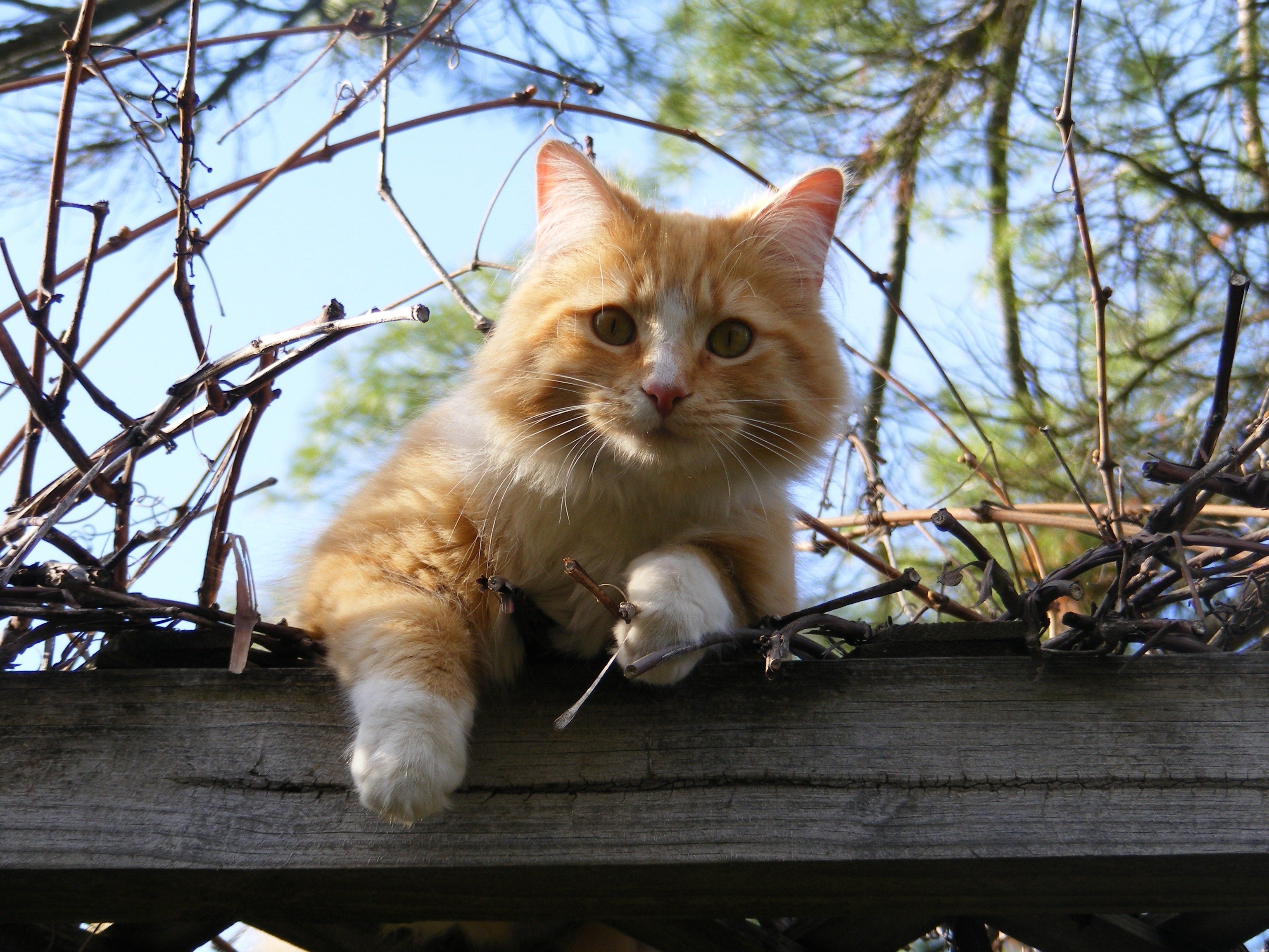 Verlamming (Trombo-Embolie) bij katten