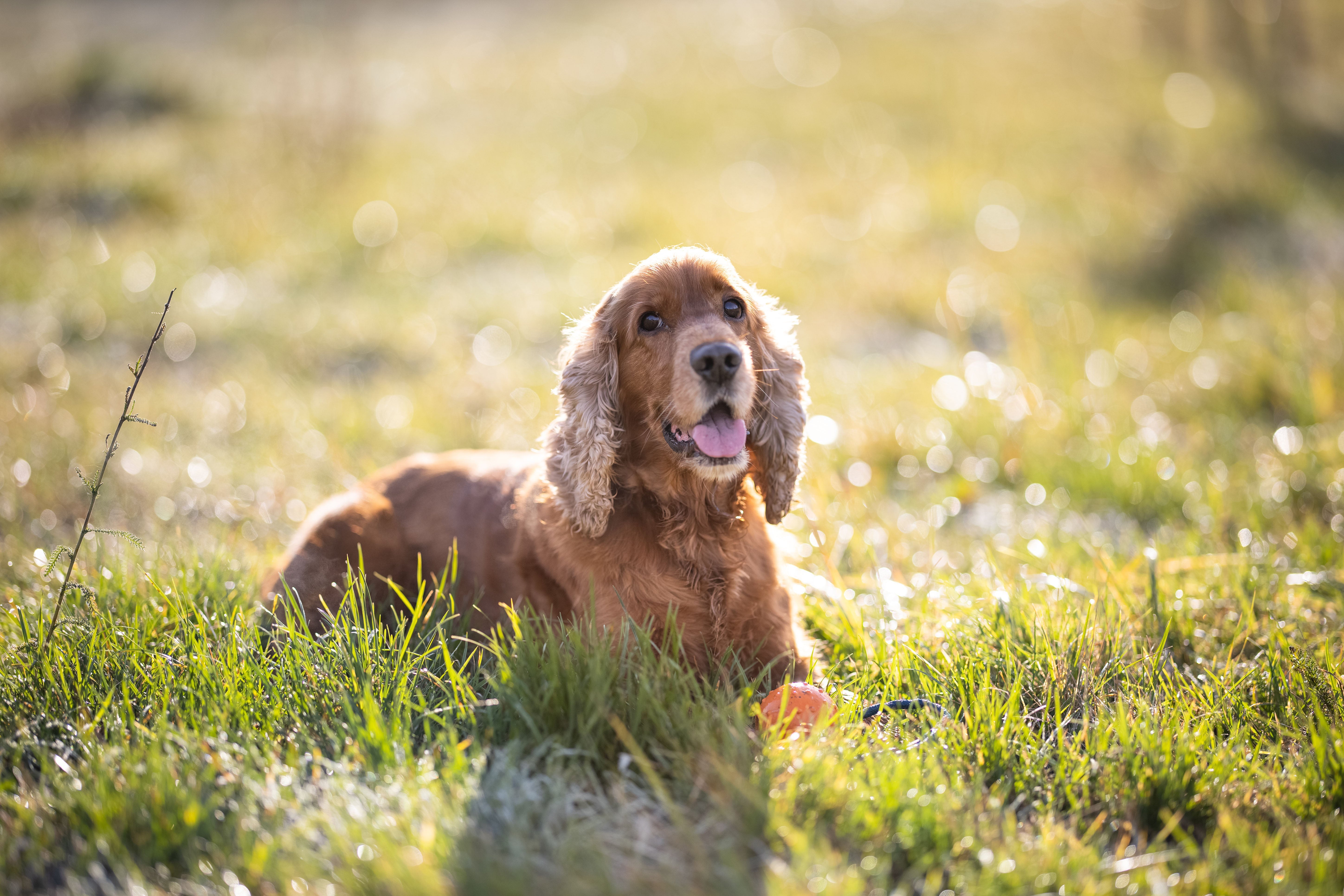 Teken bij honden