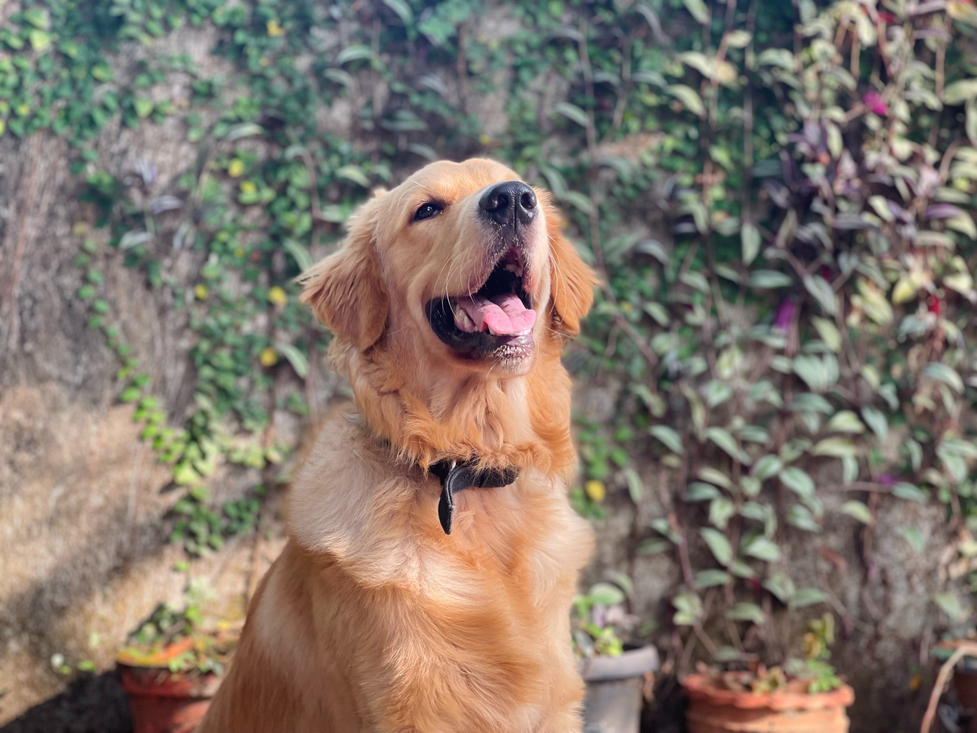 Stress bij honden