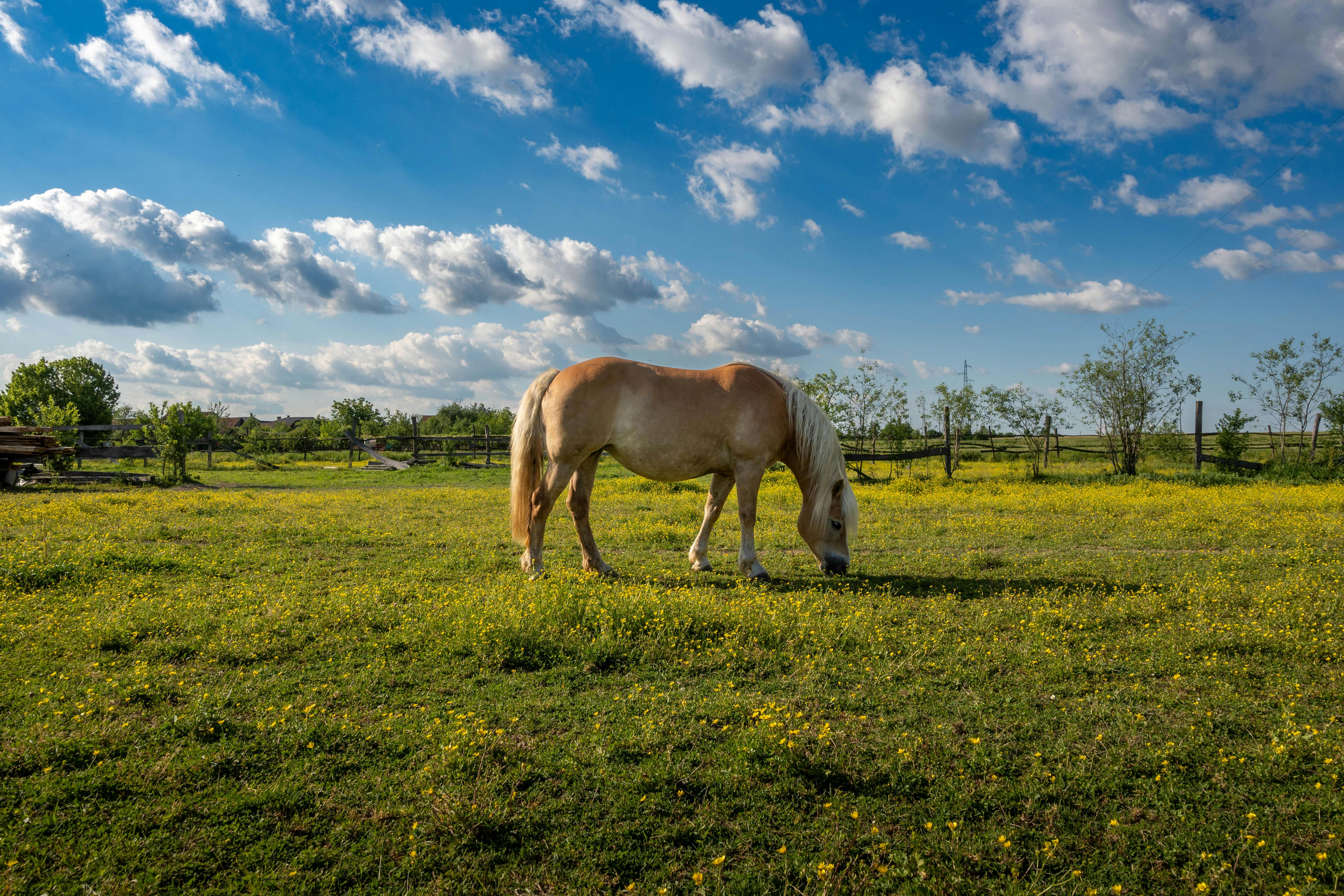 Wormen bij paarden