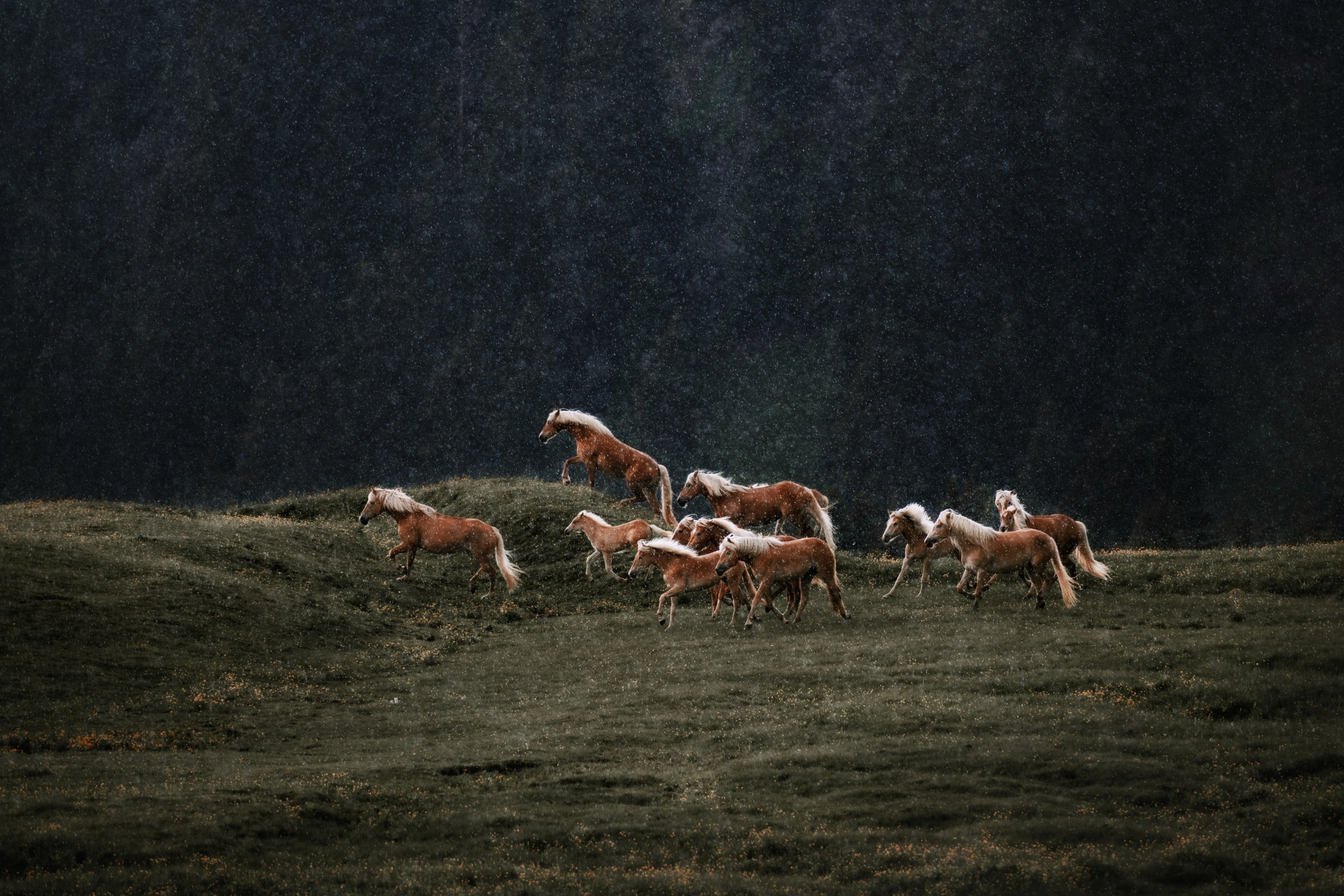 Metazoa: De kracht van de natuur, in elke hap voor een gezond en stralend paard