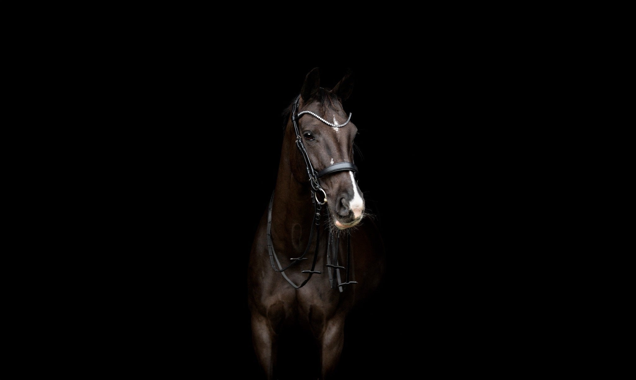Catago Gentle Bridle: Hoofdstel van de toekomst
