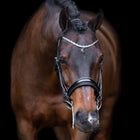 Imperial Riding Stang- en Trenshoofdstel IRHOlympia Zwart/Zilver