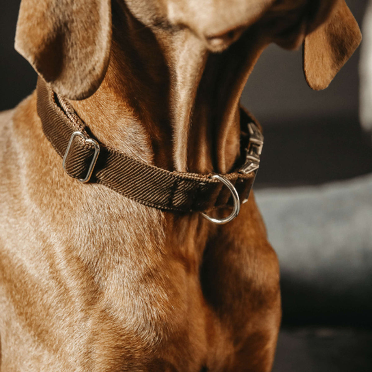 Kentucky Halsband Corduroy Brown