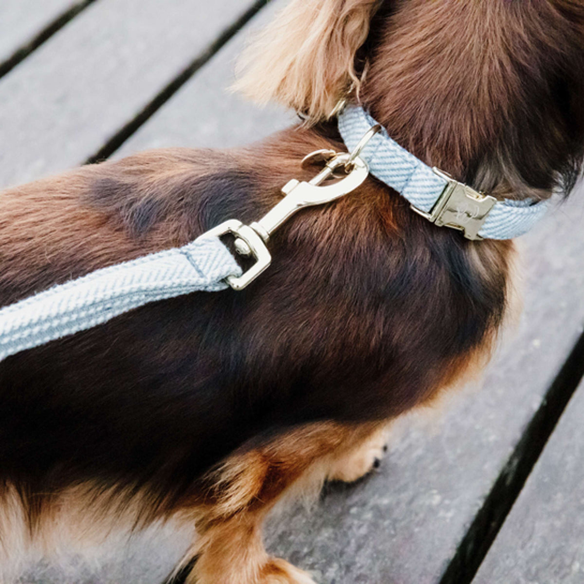 Kentucky Hondenhalsband Wol Lichtblauw