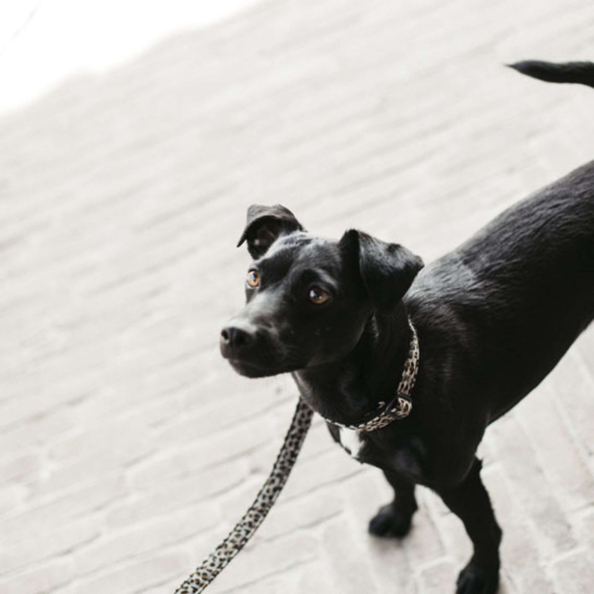 Kentucky Honden Lijn Luipaard Grijs