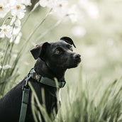 Kentucky Honden Band Hagedis Groen