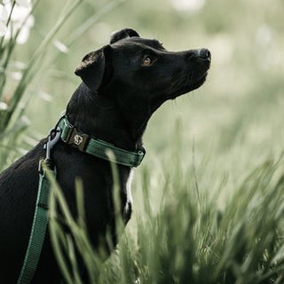 Kentucky Honden Band Hagedis Groen