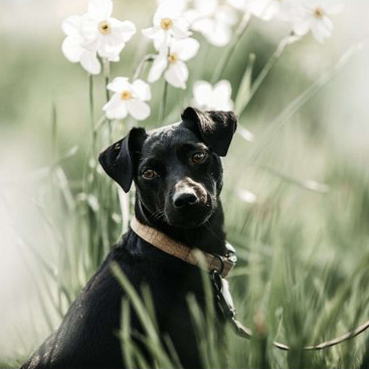 Kentucky Honden Band Hagedis Bruin