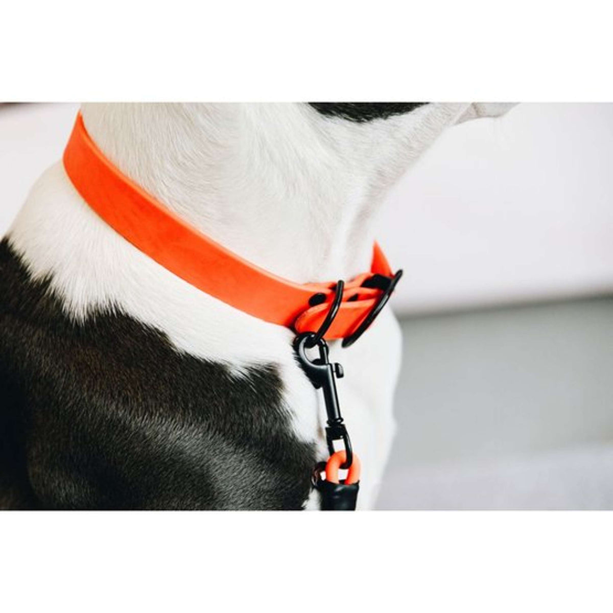 Kentucky Halsband Soft Rubber Neon Oranje