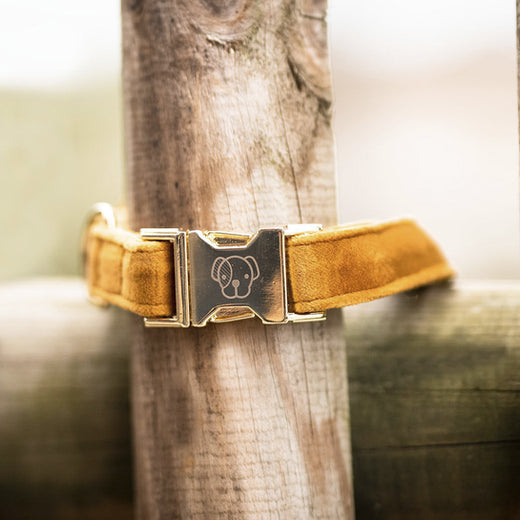 Kentucky Halsband Velvet Mustard