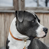 Kentucky Halsband Velvet Oranje