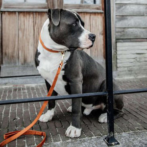 Kentucky Halsband Velvet Oranje