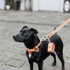 Kentucky Hondenriem Velvet Oranje