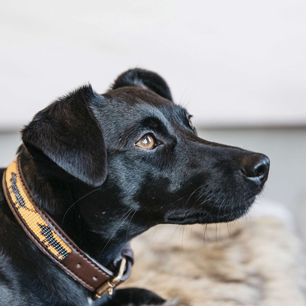 Kentucky Halsband Handgemaakte Parels Orange & Dog