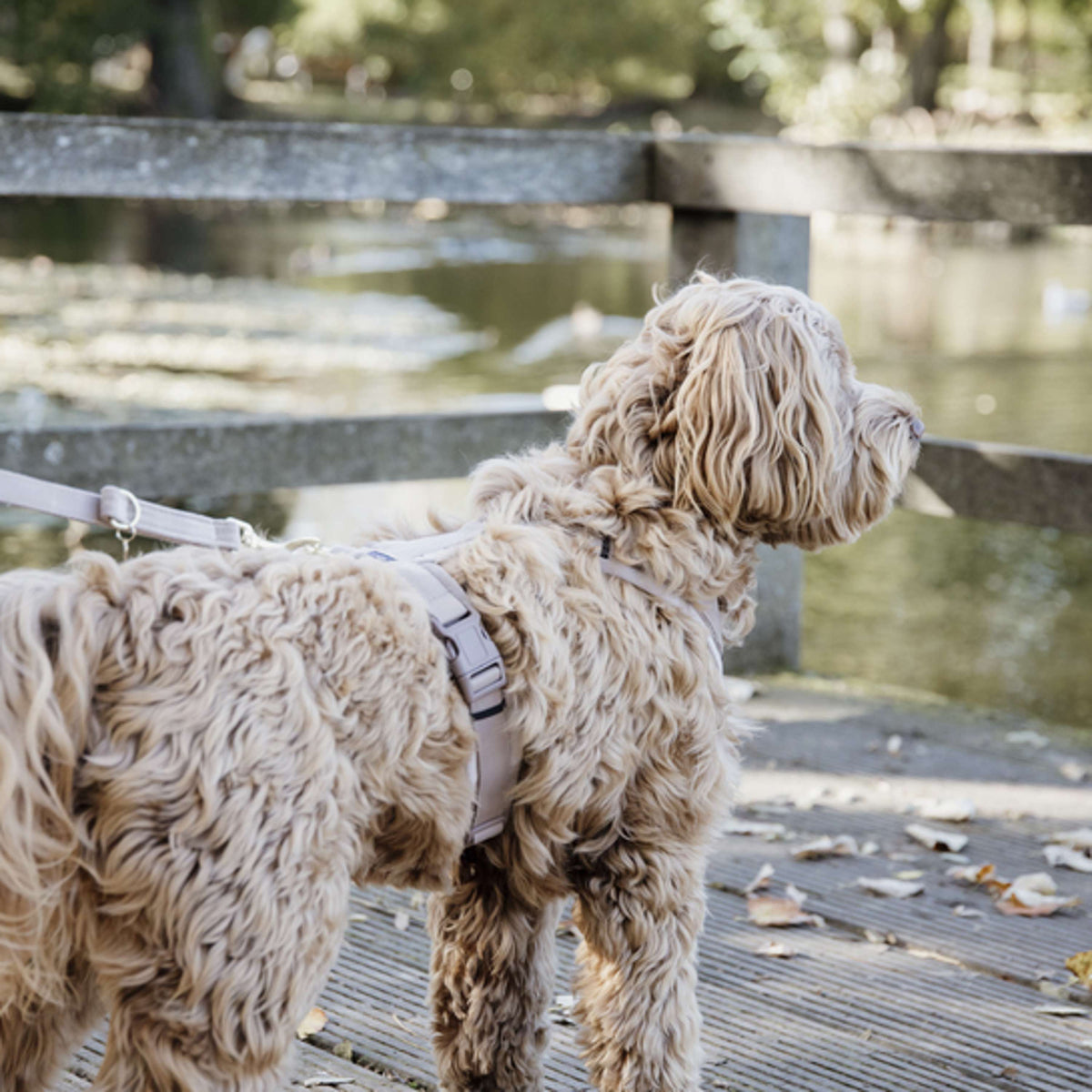 Kentucky Hondenriem Velvet Beige