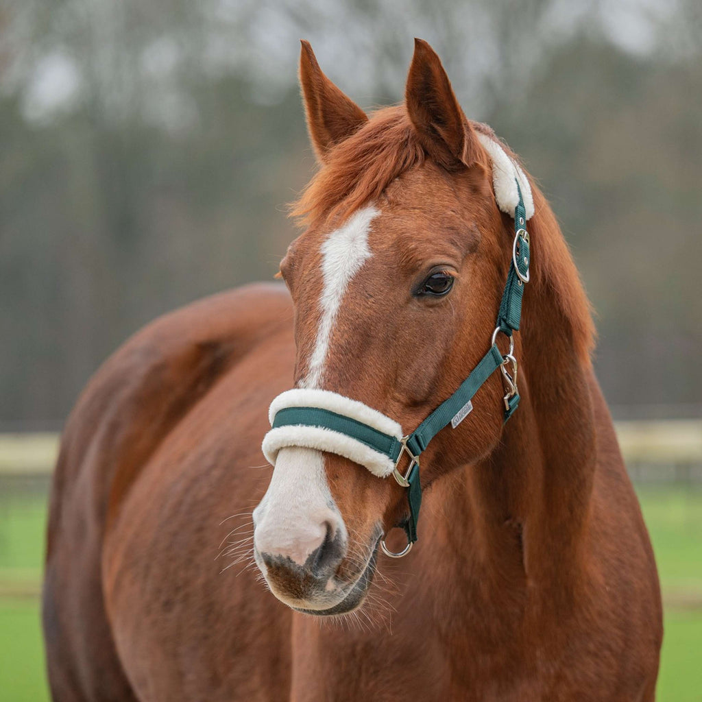 Agradi Horse Halster First Fir Green