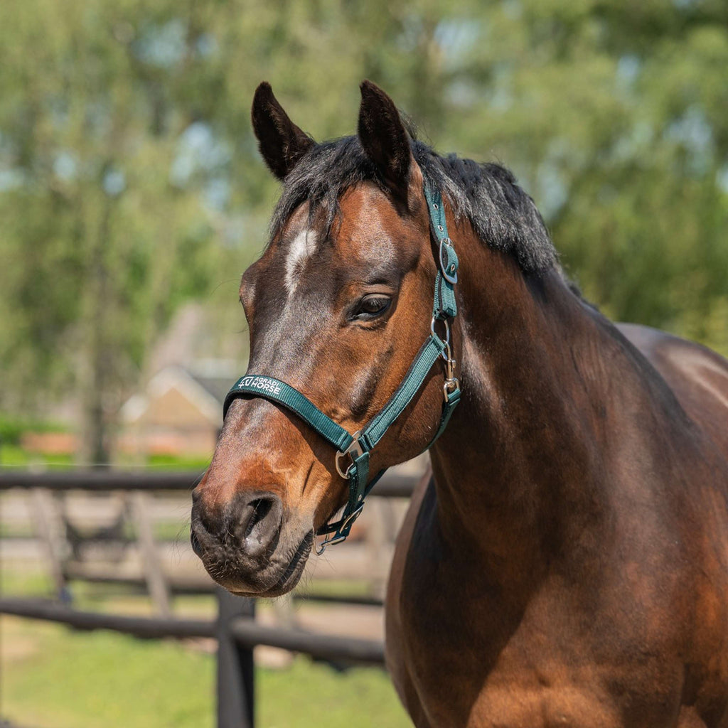 Agradi Horse Halster Athletic Fir Green