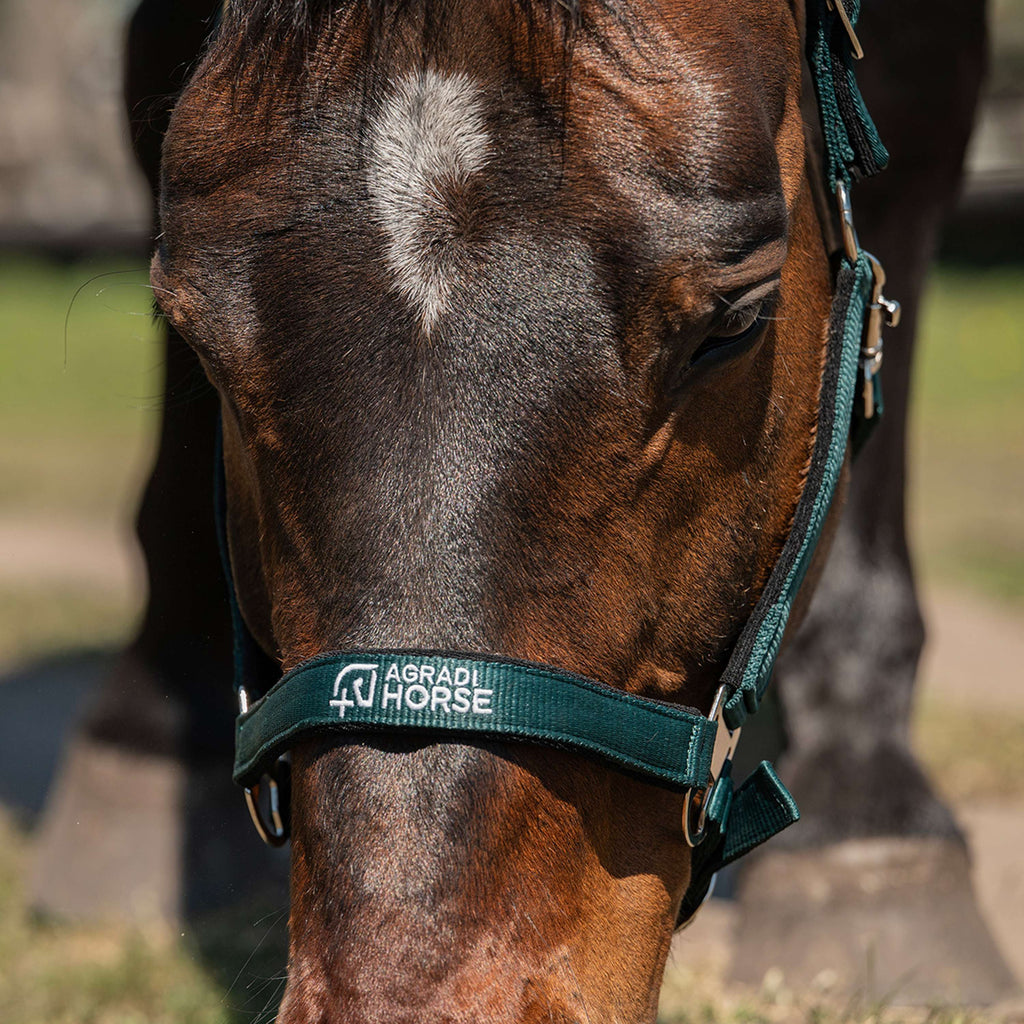 Agradi Horse Halster Athletic Fir Green