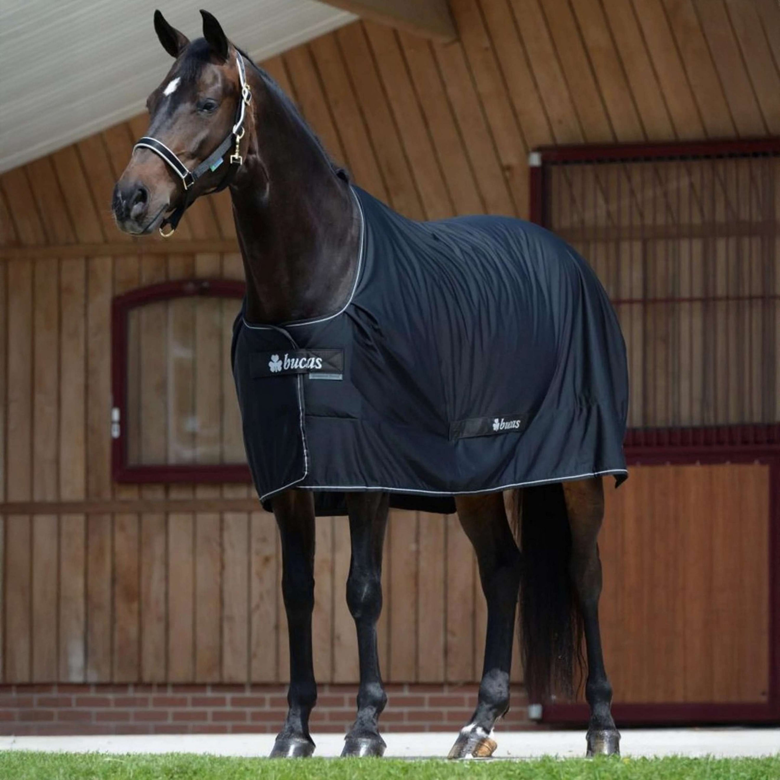 Bucas Shamrock Power New Black/Silver Bucas Shamrock Power New Black/Silver