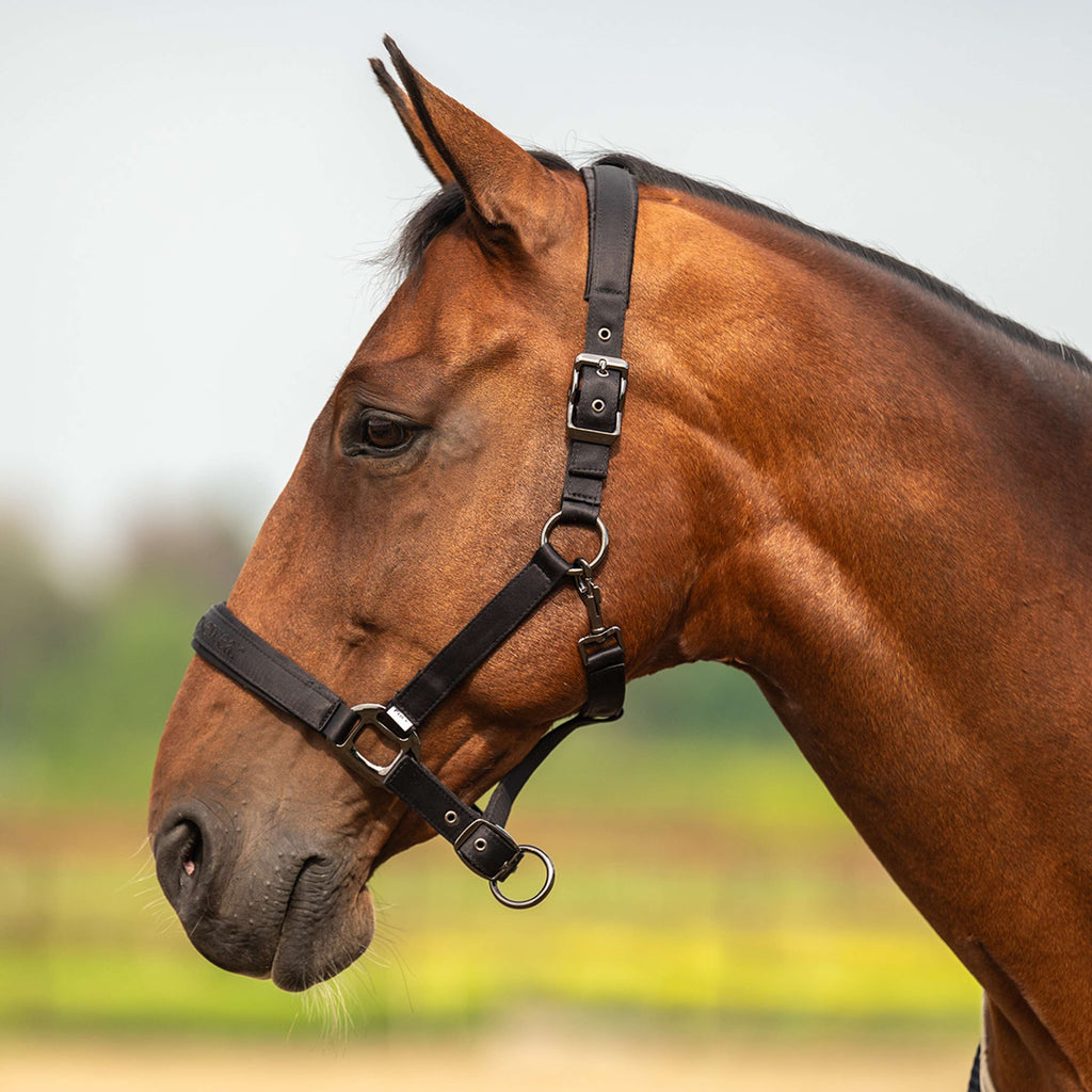 Velder Horsewear Premium Halster Satin Glow Zwart